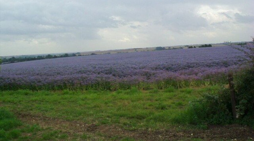 Colourful crop near Swineshead. There have been several suggestions for this crop. The most likely seems to be either Borage or Phacelia.