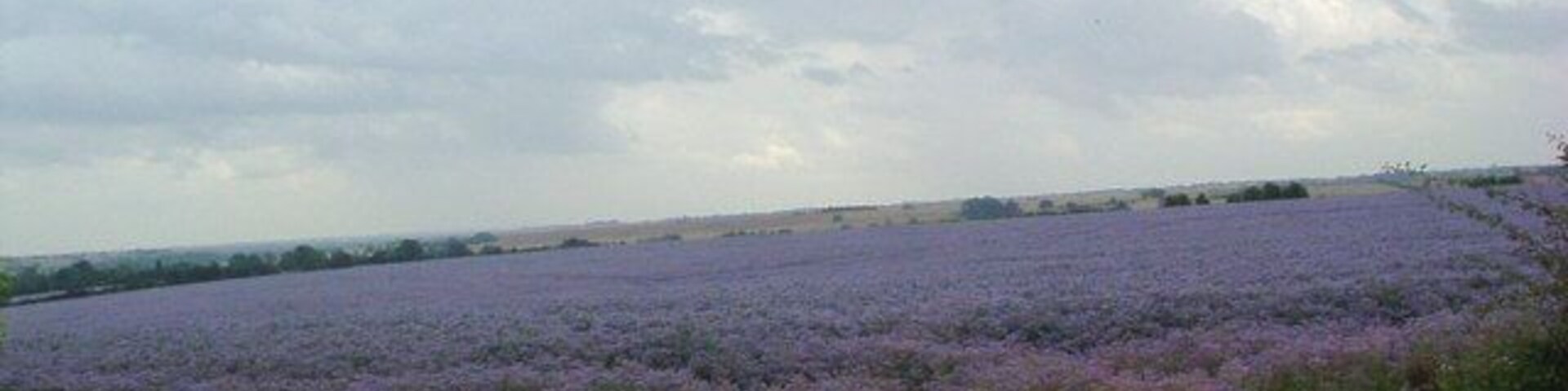 Colourful crop near Swineshead. There have been several suggestions for this crop. The most likely seems to be either Borage or Phacelia.