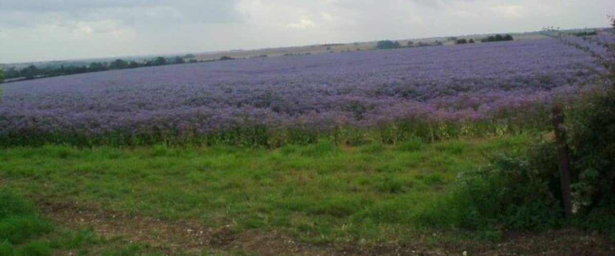 A lavender field under a cloudy sky.