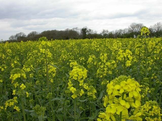 Hay Wood. Taken from a bridleway over a quite tall crop of oil-seed rape.