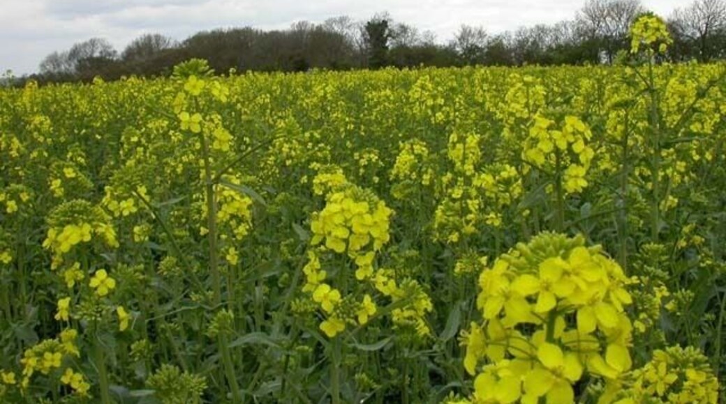 Hay Wood. Taken from a bridleway over a quite tall crop of oil-seed rape.