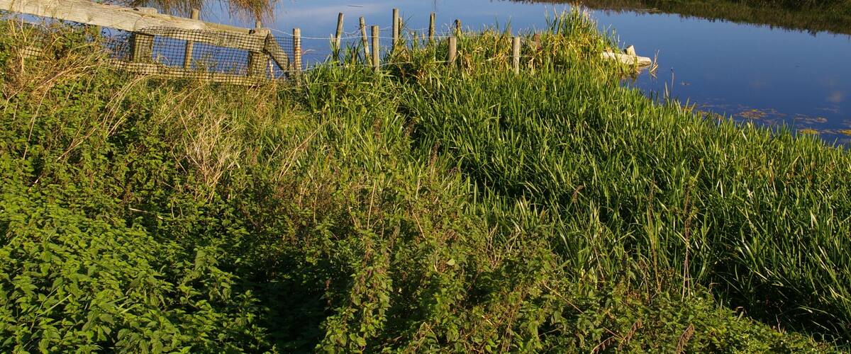 A marshy landscape with a water body, dense vegetation, and a distant power line tower.