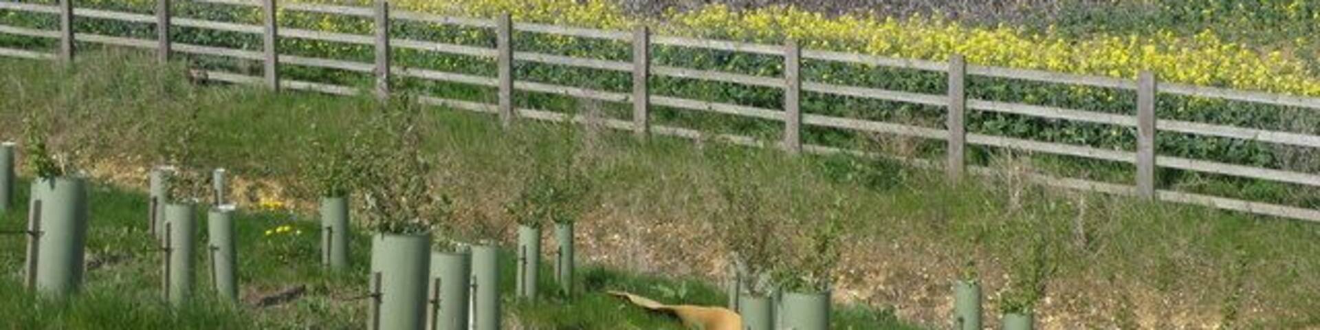 Mega pooh, Great Barford. A favourite on geograph, this has the appearance of a giant cow pat, but the smell says otherwise. Dried bio-solid is the polite term, field stored for autumn application as a fertiliser.