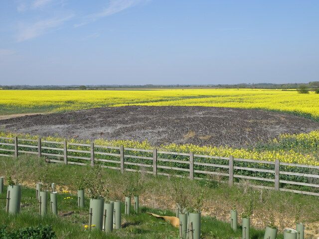 A field of yellow flowers with a wooden fence in the foreground.