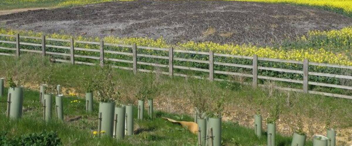 A field of yellow flowers with a wooden fence in the foreground.
