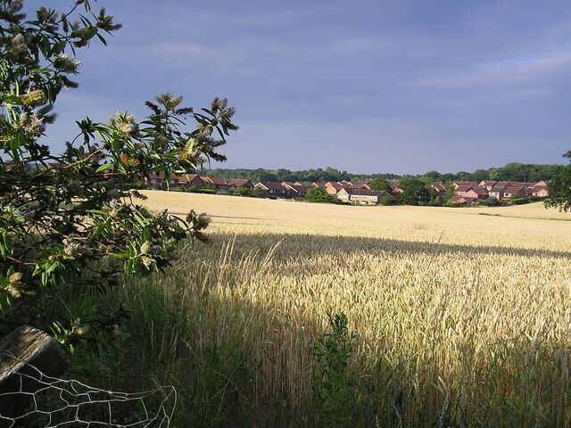 Golden Field Looking across the field at the back of Queen Elizabeth Drive looking towards field view gardens.
