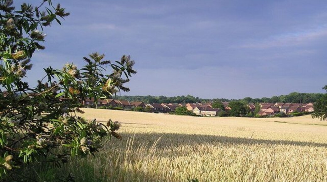 Golden Field Looking across the field at the back of Queen Elizabeth Drive looking towards field view gardens.