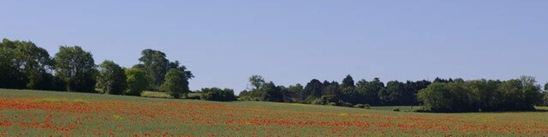 Poppies Poppies flowering in a field of oil seed rape, off Chelsfield Lane.
