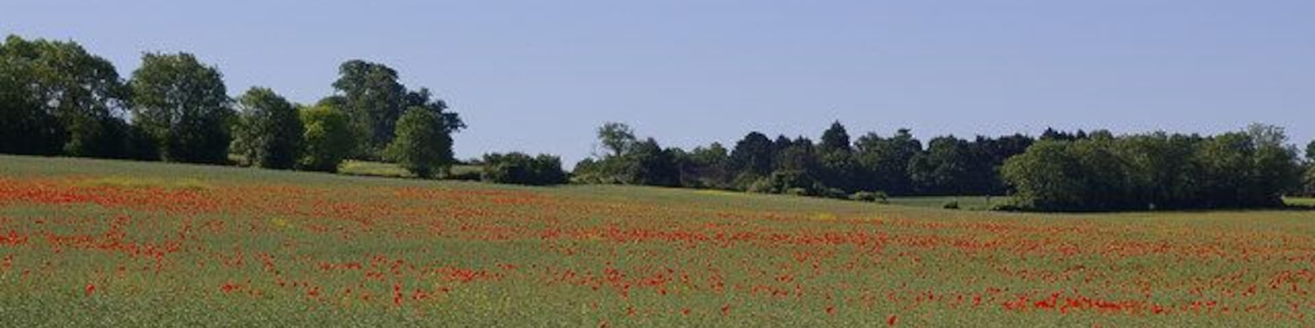 Poppies Poppies flowering in a field of oil seed rape, off Chelsfield Lane.