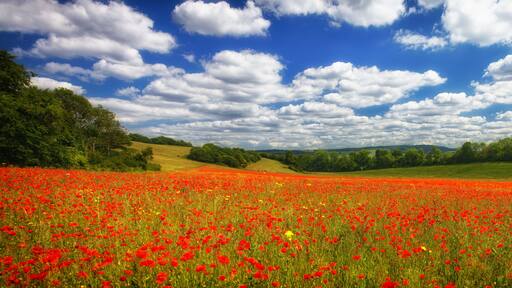 A field of red poppies under a partly cloudy sky.