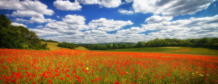Un campo de amapolas rojas bajo un cielo parcialmente nublado.