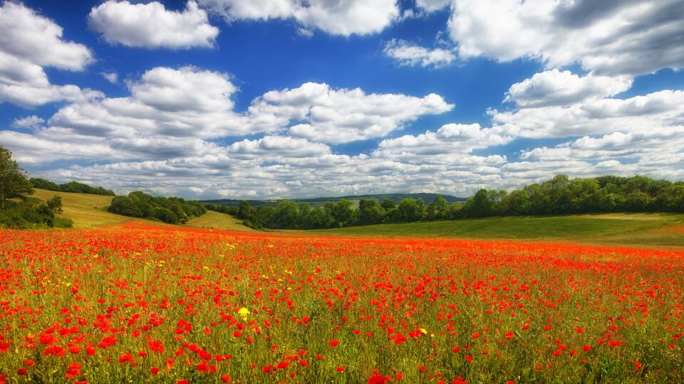 Poppy Fields of Kent England UK