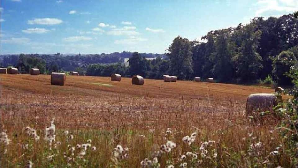 Burnt Farm near Goffs Oak. Harvest scene in a quiet area not far from London.
