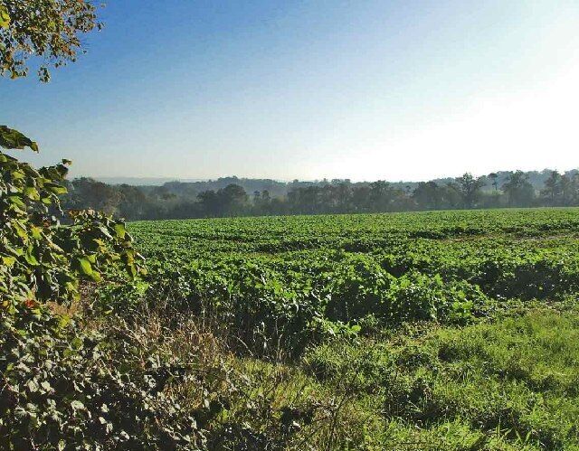 From Silver Street looking south-east towards the Theobalds Brook. Taken from Silver Street looking south-east across farmland towards Theobalds Brook