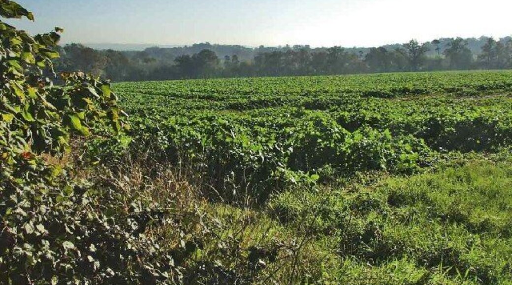 From Silver Street looking south-east towards the Theobalds Brook. Taken from Silver Street looking south-east across farmland towards Theobalds Brook