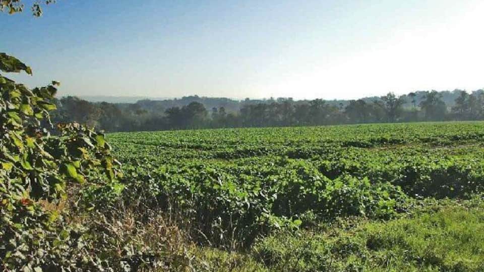 From Silver Street looking south-east towards the Theobalds Brook. Taken from Silver Street looking south-east across farmland towards Theobalds Brook