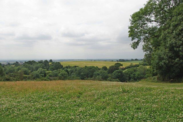 Thorndon Country Park A clover filled meadow and view across the Thorndon Country Park looking towards Childerditch