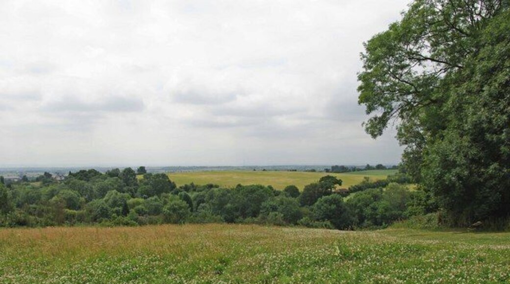 Thorndon Country Park A clover filled meadow and view across the Thorndon Country Park looking towards Childerditch