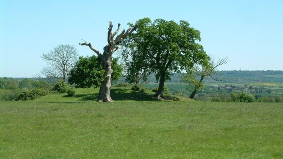 Thorndon Country Park South, Brentwood The trees surround a mound which is about 3 metres high. It is not marked as a feature on the OS map, but it looks as if it is man made. Langdon Hills can be seen in the distance.