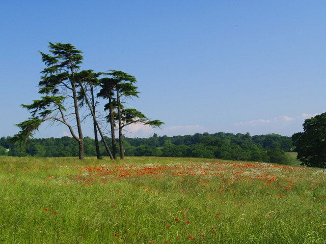 Meadow land, Great Warley Situated on south side of Mascall's Lane this previous arable field has been left to return to a rich and diverse meadow.
