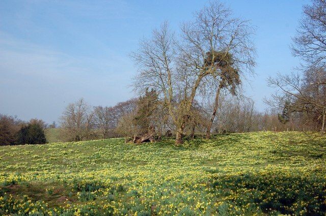 Daffodil Meadow at Warley Place Around the woodland at Warley Place are meadows full of daffodils dating from the early years of the 20th Century when this was the home of the famous gardener and plant collector, Miss Ellen Wilmott.