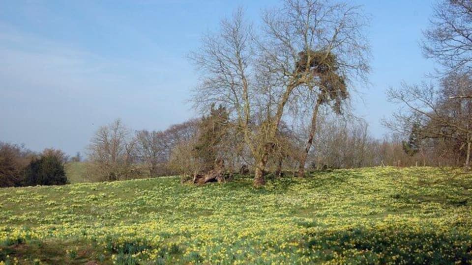 A field of yellow flowers with trees in the background.