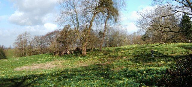 West Meadow Warley Place. This is a view of the West Meadow of Warley Place nature reserve. The reserve is leased and run by Essex Wildlife Trust http://www.essexwt.org.uk/. The daffodils tossing their heads in sprightly dance are British 142720. They are smaller and more fragile than the hybrids from the continent.