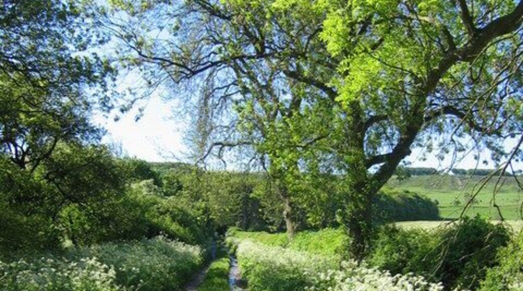 Track to Oxpasture Wood. Looking SE down the track from the road which runs EW across the grid square.