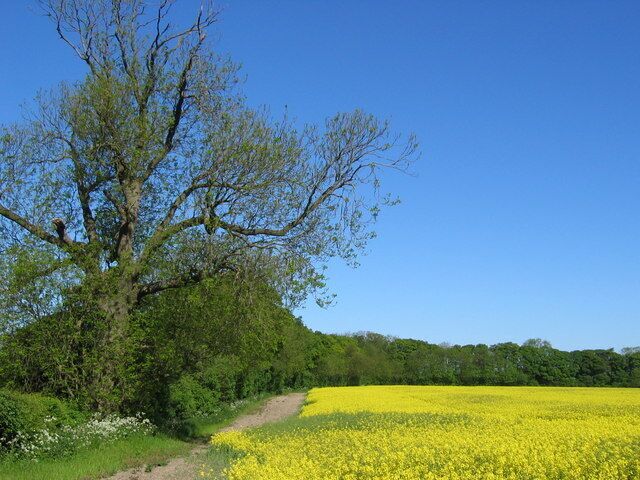 Picksharp Wood. Picksharp Wood spreads into the adjacent square north. To the south edge of the square is Oxpasture Wood.