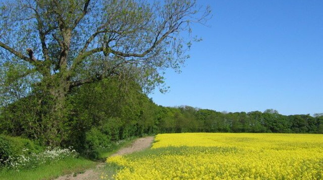 Picksharp Wood. Picksharp Wood spreads into the adjacent square north. To the south edge of the square is Oxpasture Wood.