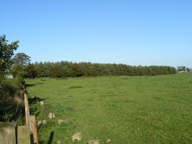 Conifer plantation Small piece of woodland just south of Robin Hood's Well.