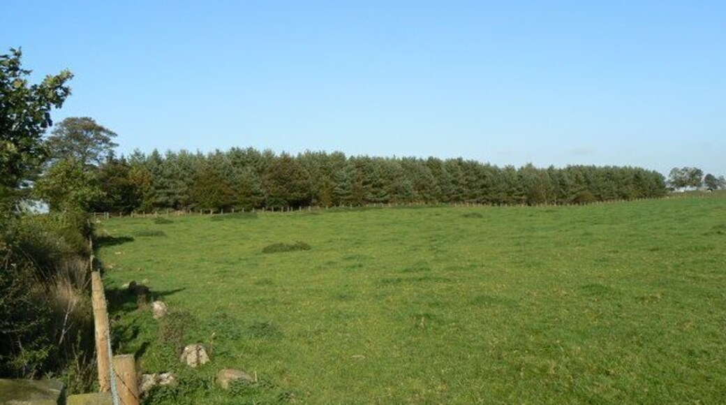 Conifer plantation Small piece of woodland just south of Robin Hood's Well.