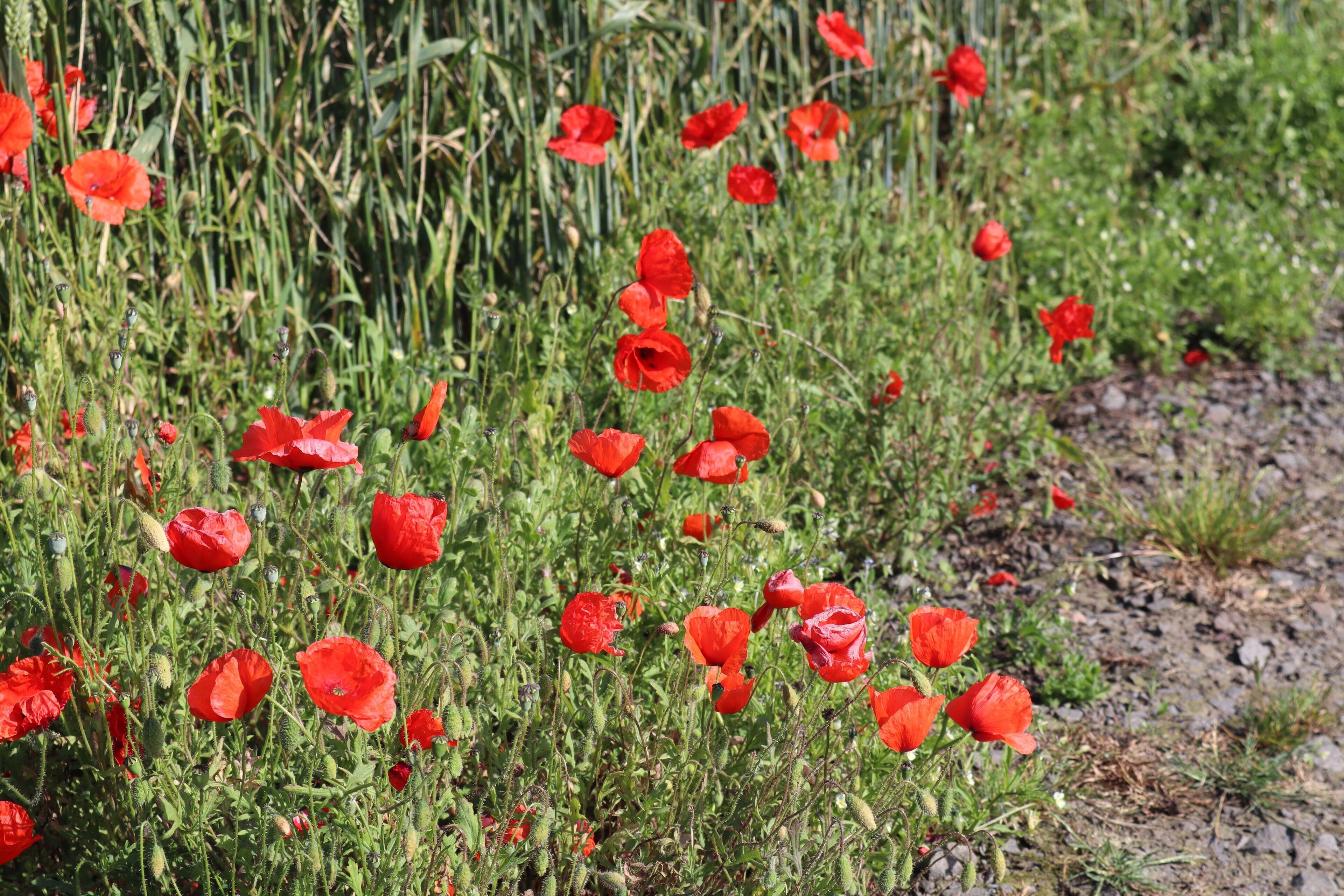 Lots of poppies