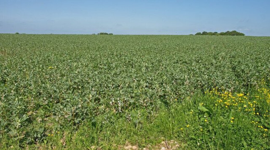 Bean Field near Great Langton Good growing land in this area.