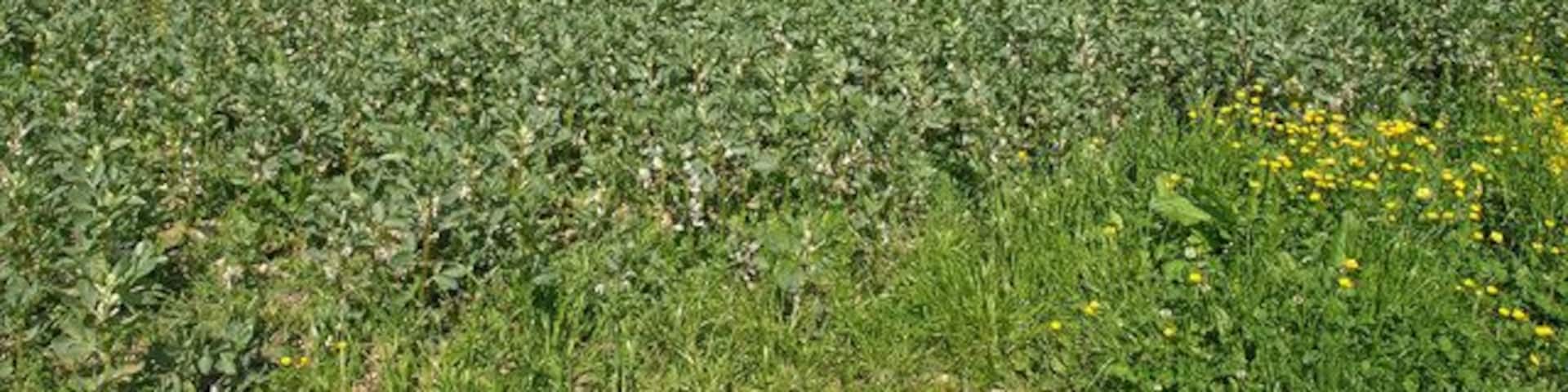 Bean Field near Great Langton Good growing land in this area.