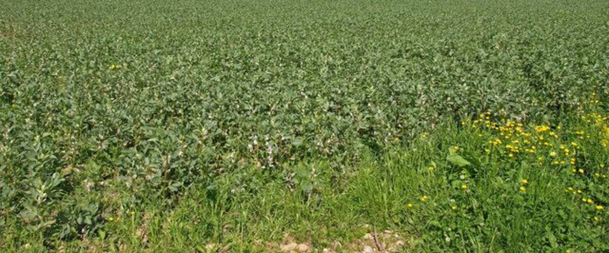 A vast field of crops under a clear sky.