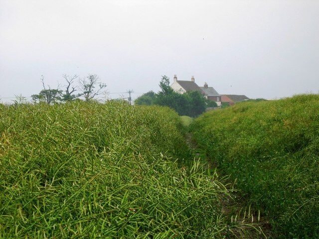 Hauxley Farm As the footpath goes through a field of ripening oil seed, a view of Hauxley Farm