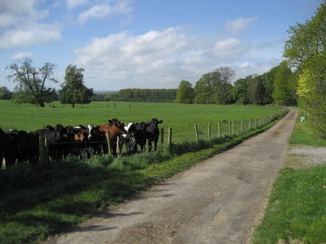 A dirt road with a fence on one side and a green field with cows on the other.