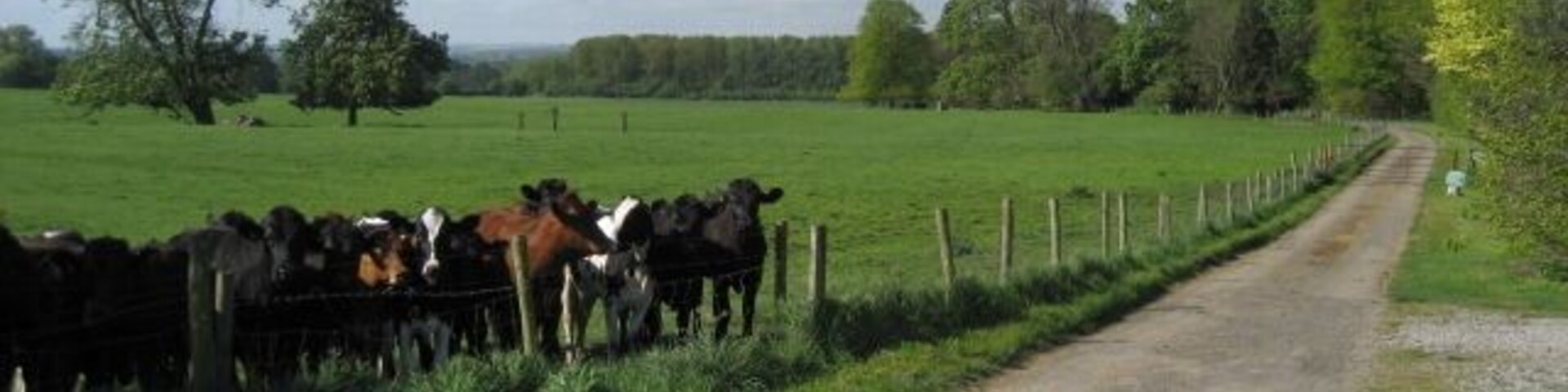 A dirt road with a fence on one side and a green field with cows on the other.