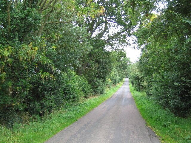 Angerton - Hartburn road Lined with avenue of laburnum trees - come back in spring!