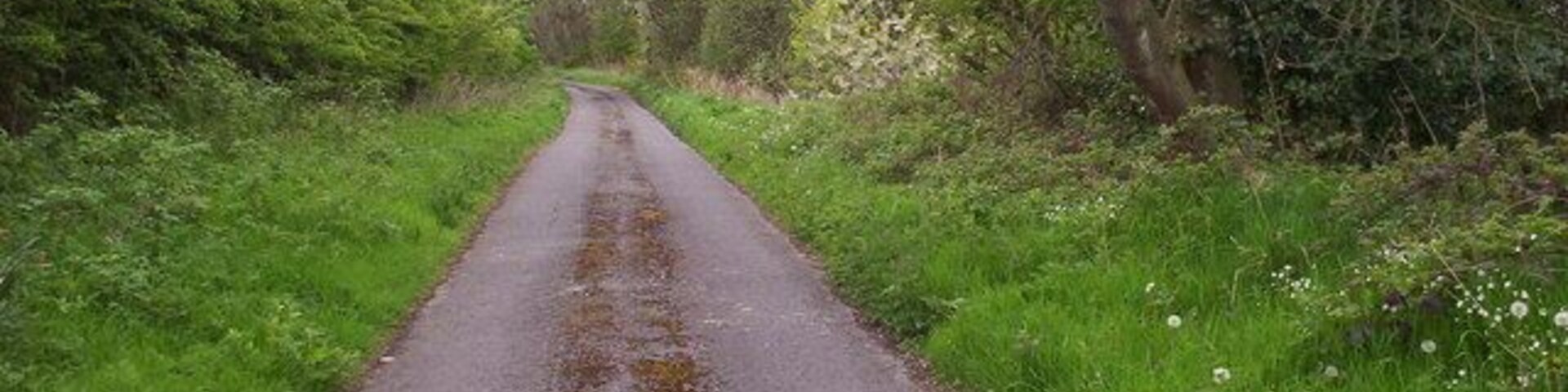A narrow rural road flanked by lush greenery and trees.