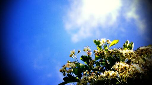 Faux lomo effect added using GIMP. I think I've put too much vignette on it, but I'm fairly happy with the result.