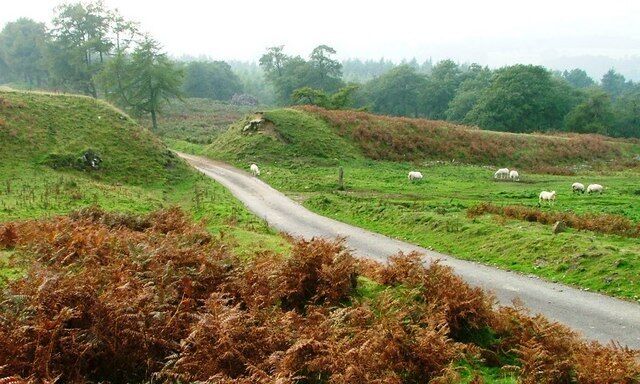 A rural road with sheep grazing in the fields.