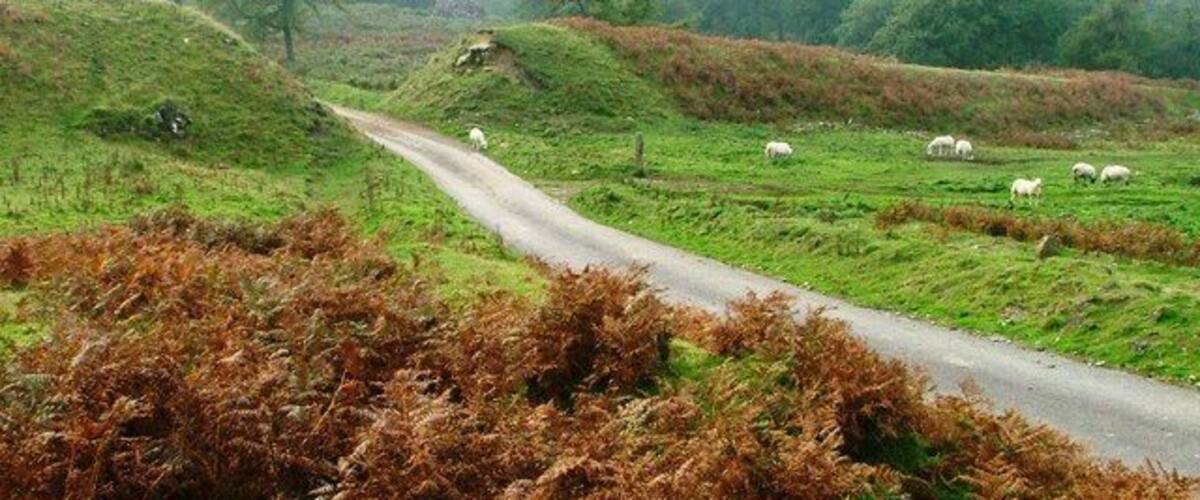 A rural road with sheep grazing in the fields.