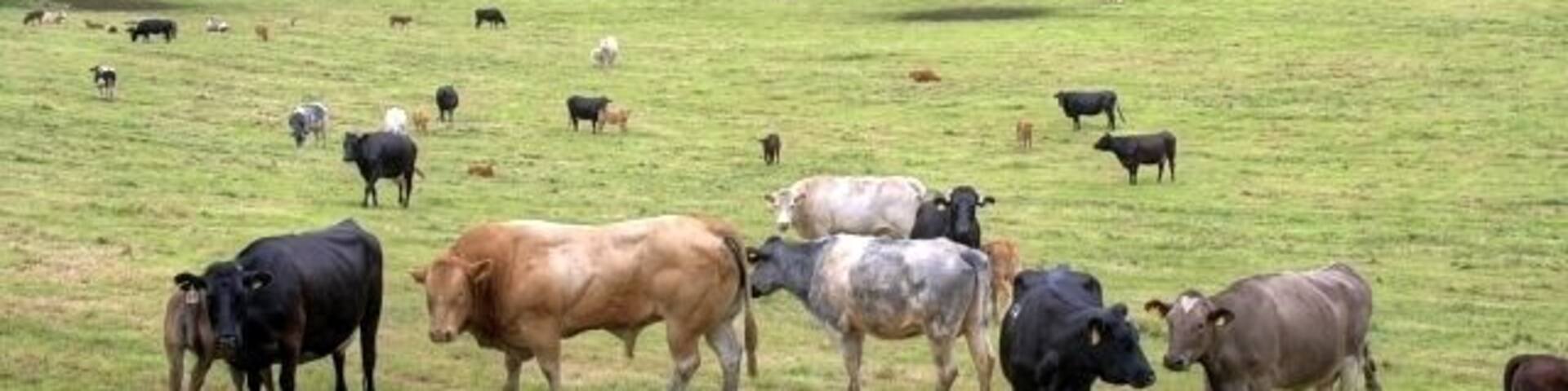 A herd of cows grazing in a lush green field with rolling hills and dense forests in the background.