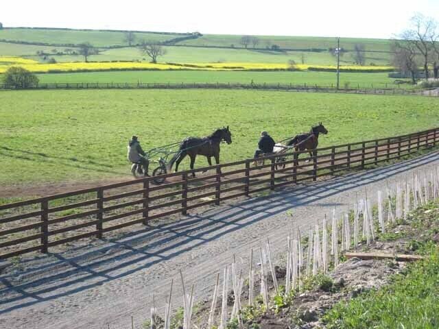 Pony trotting, Spennymoor Seen from the B6288 Spennymoor to Kirk Merrington road. The ridge on which Kirk Merrington stands can be seen on the skyline NZ2631.