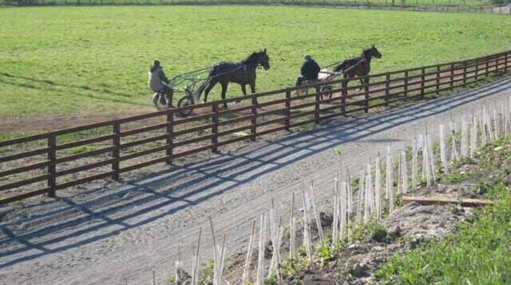 Pony trotting, Spennymoor Seen from the B6288 Spennymoor to Kirk Merrington road. The ridge on which Kirk Merrington stands can be seen on the skyline NZ2631.