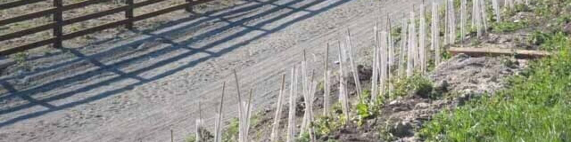 Pony trotting, Spennymoor Seen from the B6288 Spennymoor to Kirk Merrington road. The ridge on which Kirk Merrington stands can be seen on the skyline NZ2631.