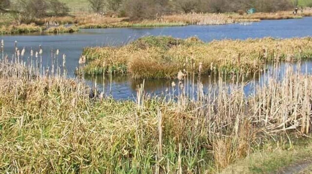 Cassop Vale National Nature Reserve, Cassop, County Durham