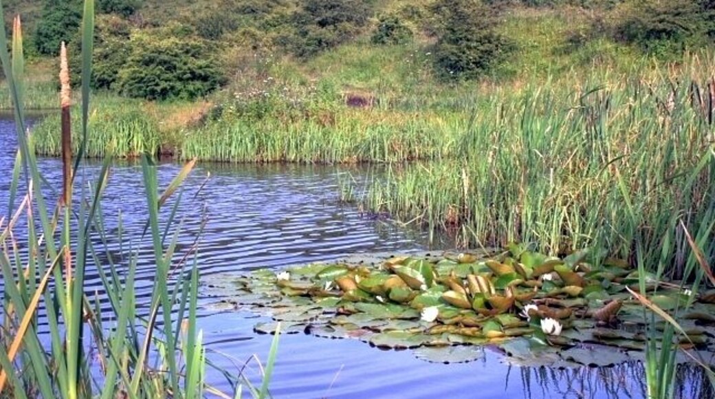 Lake, Cassop Vale Cassop Vale has been designated a National Nature Reserve because of its bedrock of magnesian limestone. The thin lime rich soils encourages rare plants such as blue moor grass, rock-rose and bird's eye primrose.